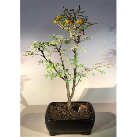 Paisaje Flowering Dwarf Sweet Acacia Bonsai Tree - Acacia Farnesiana PA2806764